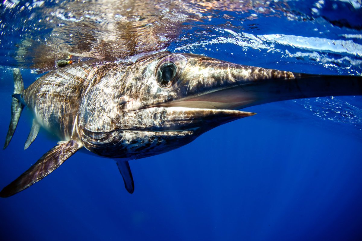 Follow Max, a broadbill #swordfish tagged by the #OceanTwilightZone team in September. When we get the pop-off tag back, we’ll know where, how long, and how deep he dove into the mesopelagic and how the surface ocean connects to that deep, dark realm. ocearch.org/?details=359