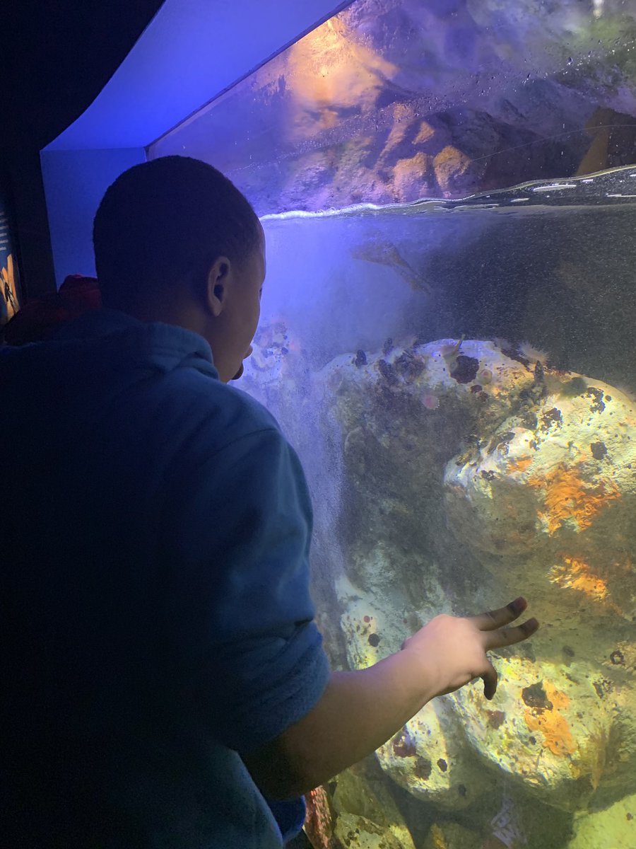 teachermciver's tweet image. And that was a great adventure! We loved our trip to @calacademy and I ❤️ these adventurous 7th graders! #letsexplore #westlakecharter #wcsjoyfullearning