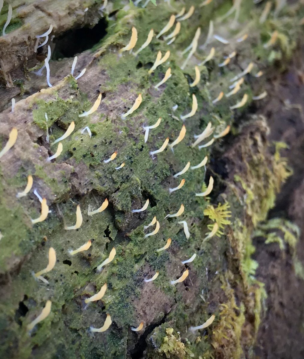bellemare_jesse's tweet photo. Cool #symbiosis sighting! Large colony of ‘White Geen-algae Coral’ #fungi (#Multiclavula mucida) growing on an old log near #MacLeishFieldStation today. Wet wood is coated with the green algal partner of the fungi. Tangerine-tinted fungi fruiting bodies stippling surface of log. https://t.co/qreBEoelRT