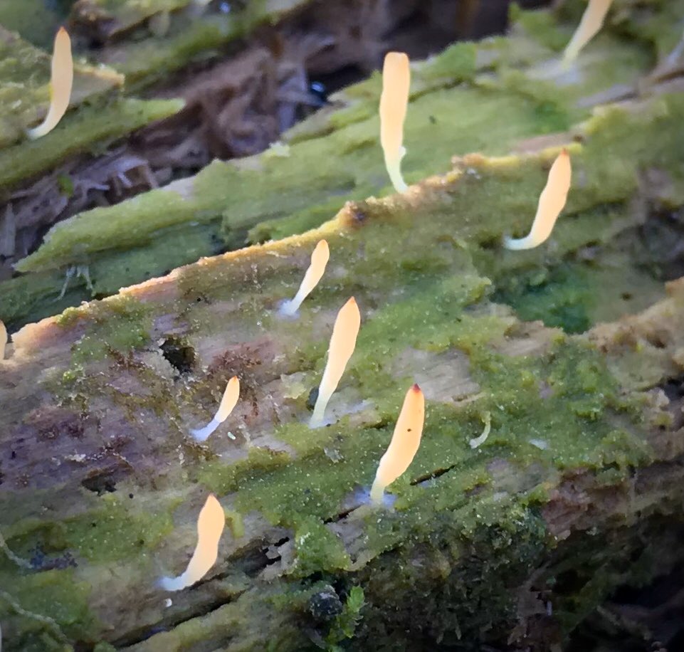 bellemare_jesse's tweet photo. Cool #symbiosis sighting! Large colony of ‘White Geen-algae Coral’ #fungi (#Multiclavula mucida) growing on an old log near #MacLeishFieldStation today. Wet wood is coated with the green algal partner of the fungi. Tangerine-tinted fungi fruiting bodies stippling surface of log. https://t.co/qreBEoelRT