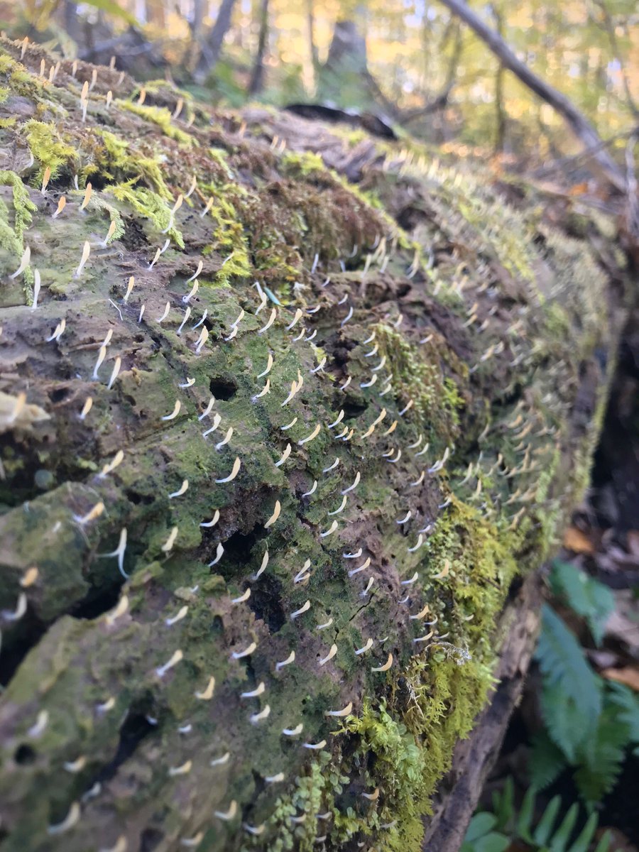 bellemare_jesse's tweet photo. Cool #symbiosis sighting! Large colony of ‘White Geen-algae Coral’ #fungi (#Multiclavula mucida) growing on an old log near #MacLeishFieldStation today. Wet wood is coated with the green algal partner of the fungi. Tangerine-tinted fungi fruiting bodies stippling surface of log. https://t.co/qreBEoelRT
