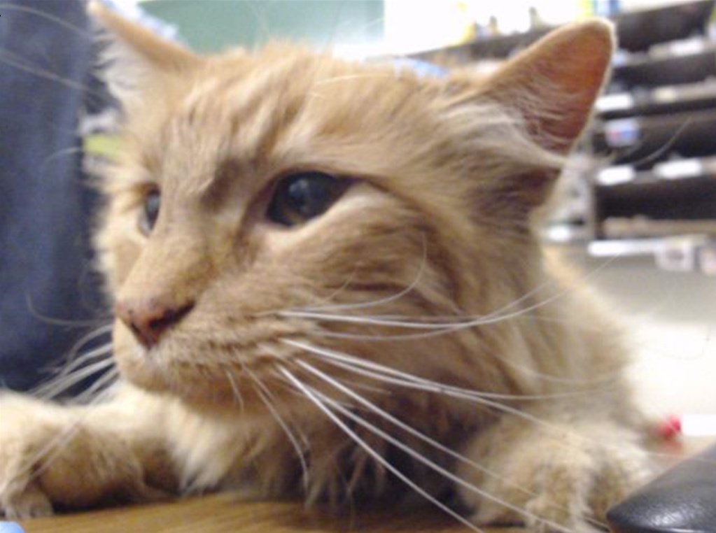 Closeup off Zamboni the cat.