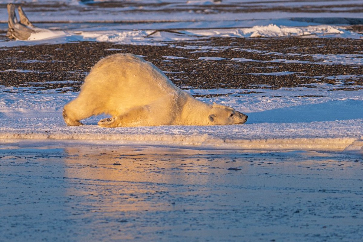 PunzPics's tweet photo. Is it Friday yet?  Polar bear of Alaska #punzpicoftheday #alaska #polarbear https://t.co/kGn9dRxwic