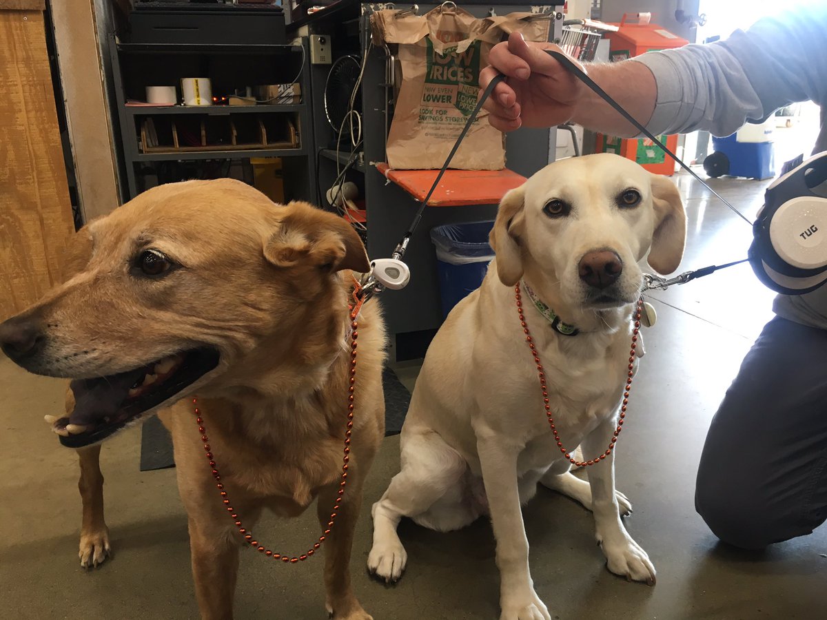 a_nicholes's tweet photo. Joon and Lacy are ready for #orangeday too!! 🧡@julescommon @HomeDepot3860 @MeganTorresD104 @John_Lerch https://t.co/ITfTCKMK3v