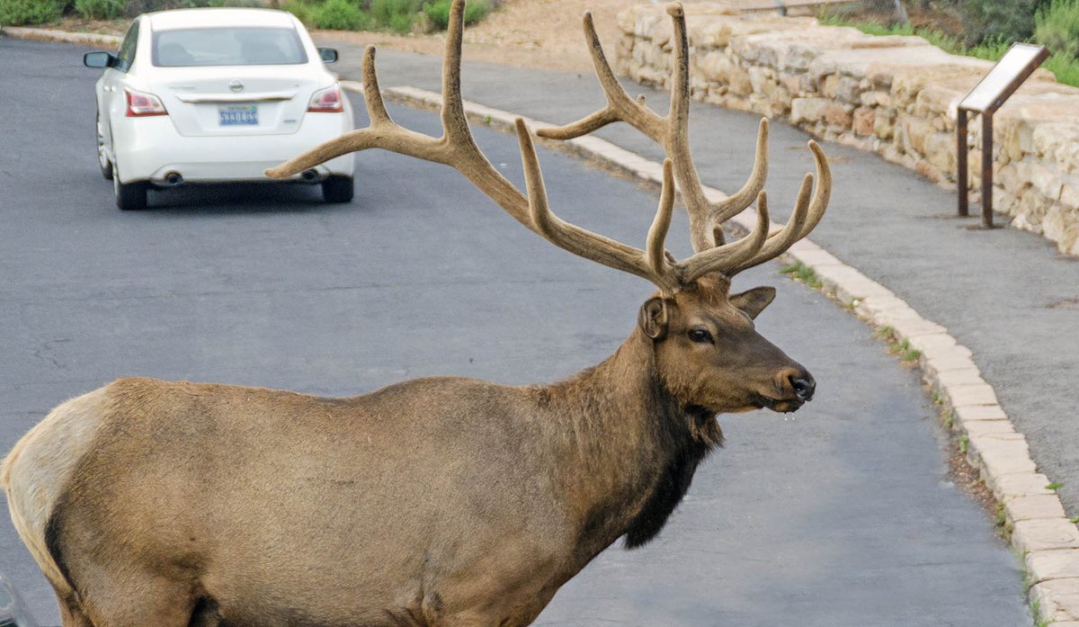 Grand Canyon NPS tweet media