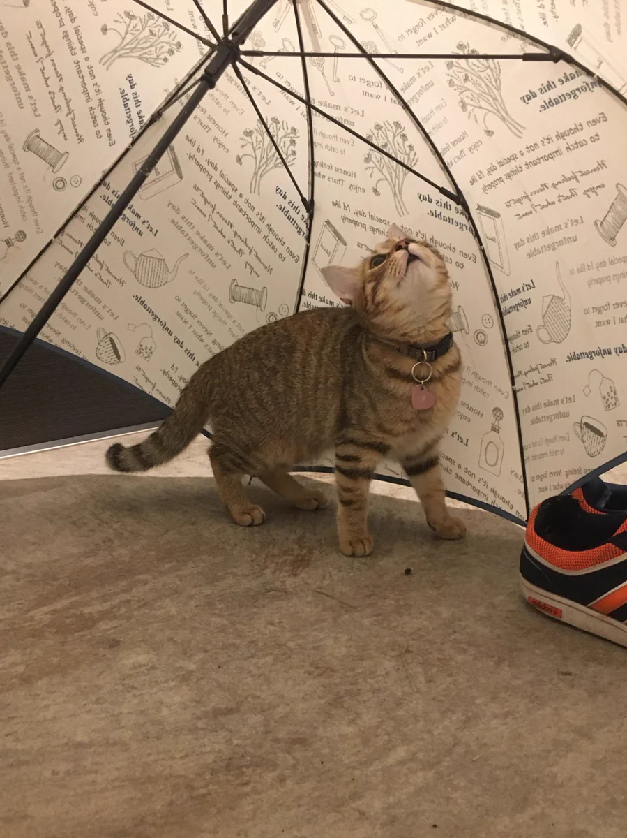 まるで映画のワンシーン！雨宿りする猫ちゃんが可愛すぎる件