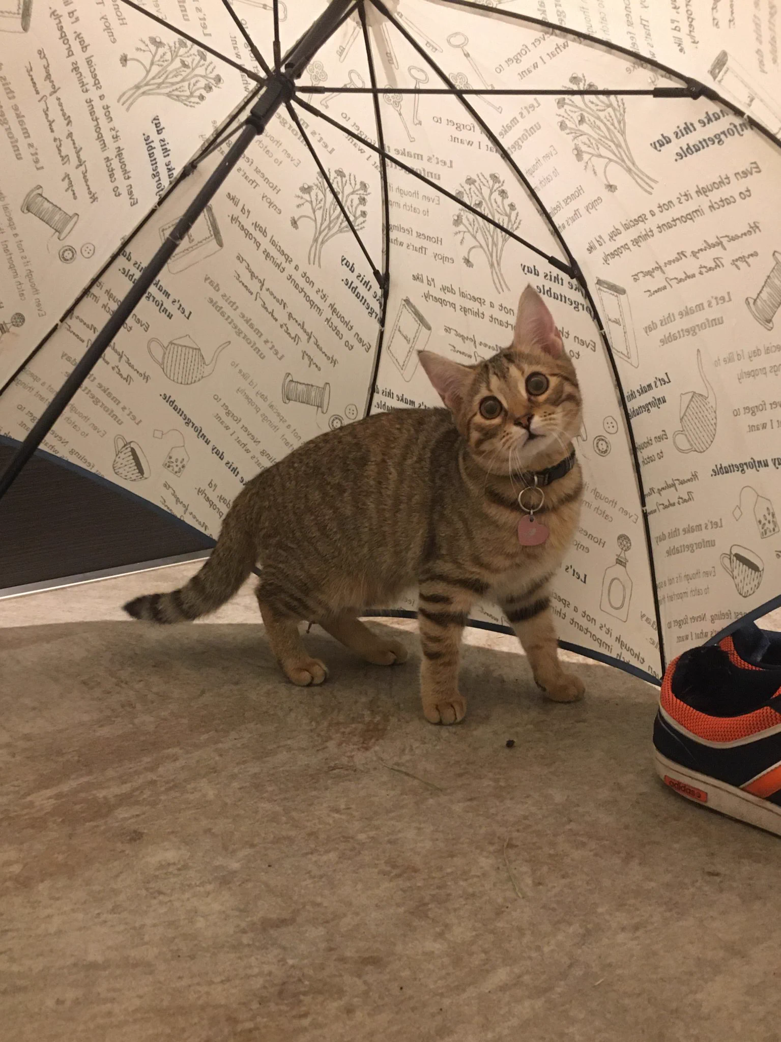 まるで映画のワンシーン！雨宿りする猫ちゃんが可愛すぎる件