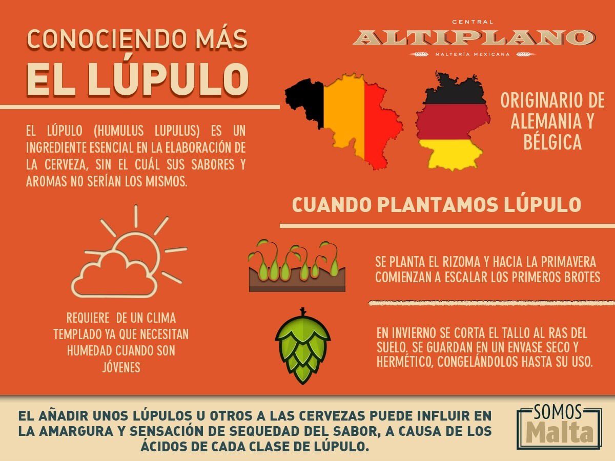 El lúpulo es uno de los principales ingredientes en la elaboración de tu cerveza.  
Cotiza con tu asesor de venta al 📞 244 445 54 29 
🚛 Realizamos envíos a toda la república 
🌐centralaltiplano.com  
#CentralAltiplano #SomosMalta