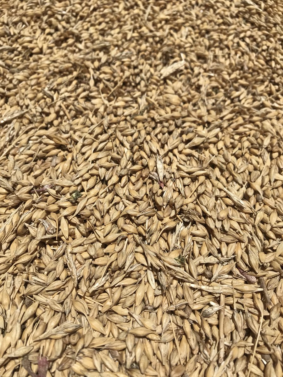 BoongalaAg's tweet photo. Time to cash in our drought insurance policy after failed crops this season. Wharley that wouldn’t go through Viterra system buried in 2010. Was only worth $80/t @ the time. Priceless to me today🐑 https://t.co/229AC6WH4H