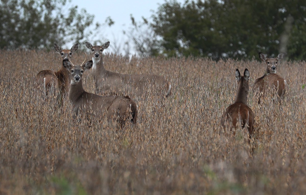 Complex's tweet photo. An Arkansas hunter is dead after a deer that he thought he killed got up and attacked him: https://t.co/YYNLElH5CL https://t.co/vUphUQYKj7