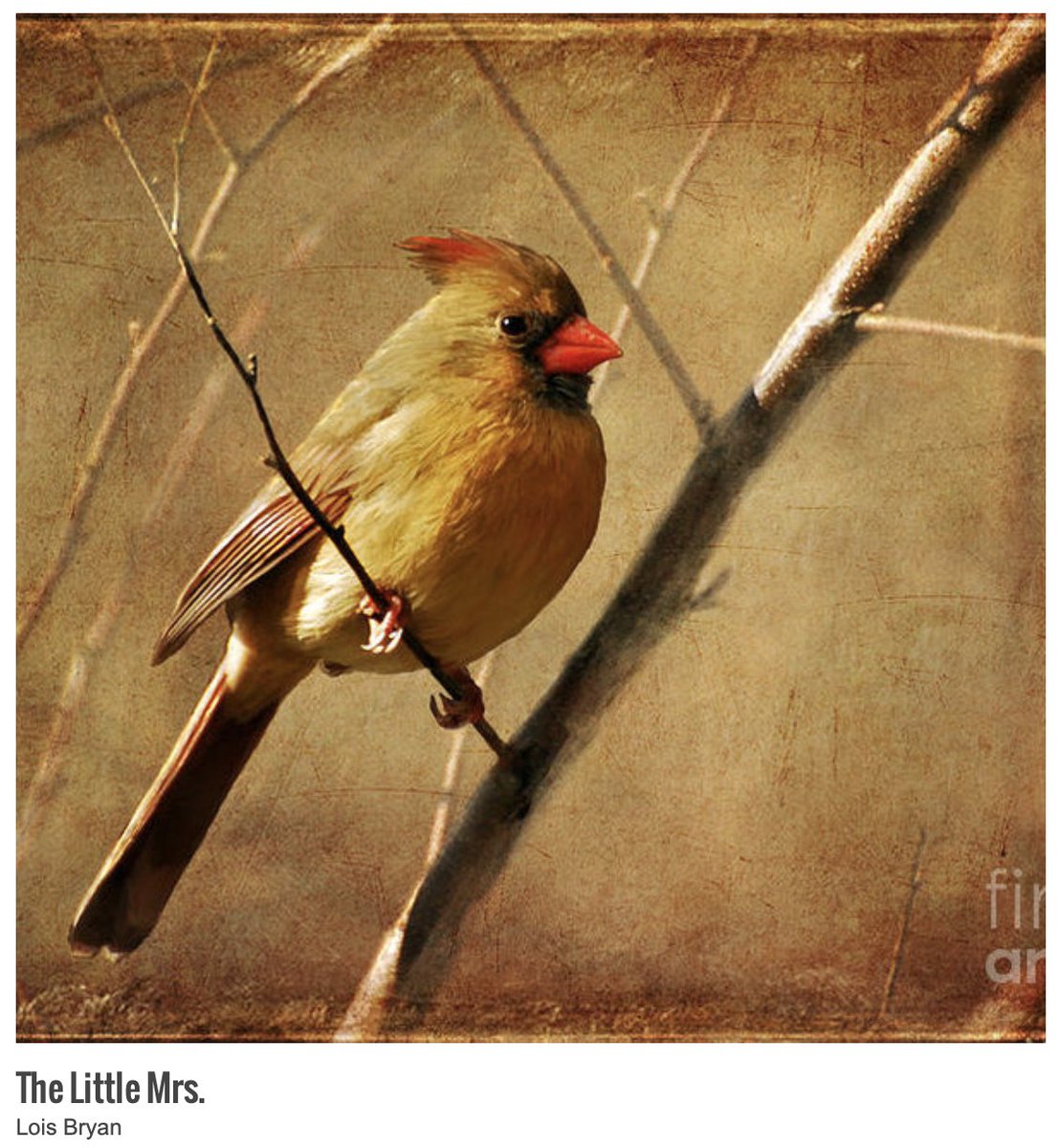 Many thanks to my #FineArtAmerica client from Omaha NE for their purchase yesterday of a 20' x 20' print of 'The Little Mrs.'  I hope you enjoy it very much!
fineartamerica.com/saleannounceme… #art #giftideas #birds #cardinals #femalecardinals #homedecor #LoisBryan #Pixels #wildlife #nature