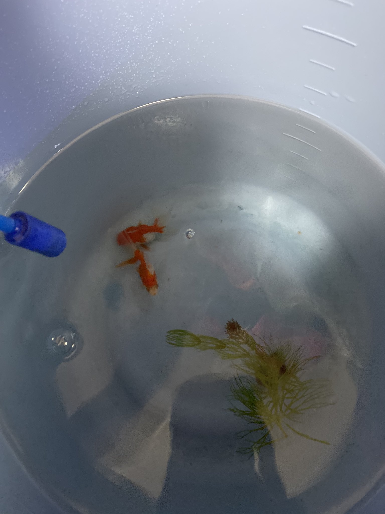 金魚江戸錦たかc Shimi まだ隔離してますね オスメス関係なく追いかけてる感じだったので 隔離から一回戻したのですが またつつくので 二歳になるまで隔離しようかと思ってます Twitter
