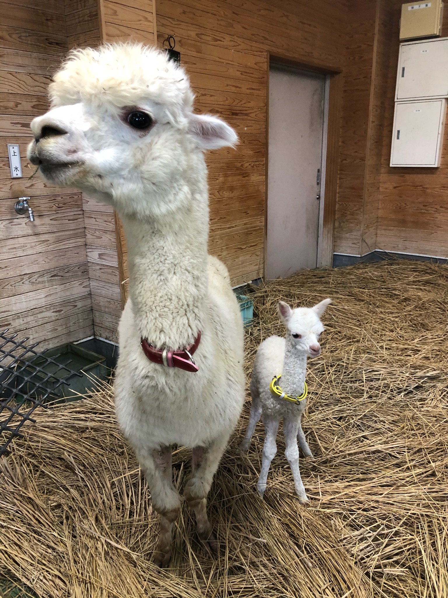 東武動物公園 公式 リュウくん 10月18日にアルパカのコナユキが可愛い女の仔を出産しました 今回で3回目の出産となります これからモフモフ感溢れる 赤ちゃんの成長が楽しみです アルパカ コナユキ T Co Rm7jkqbg1y T Co