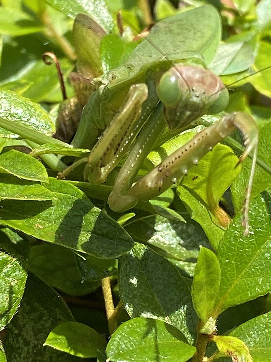 拝み虫 拝み虫