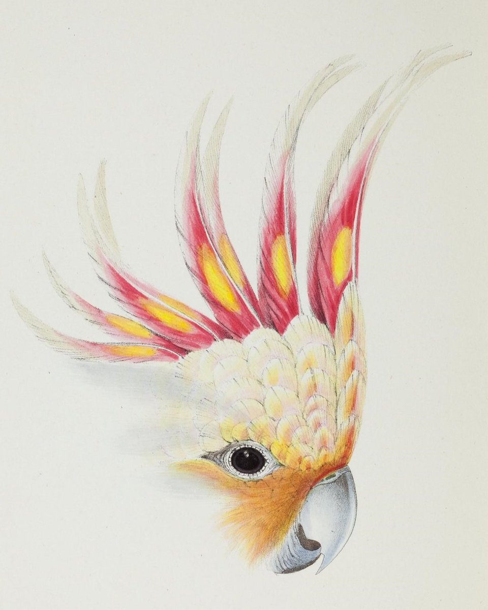 Biodiversity Heritage Library tweet media