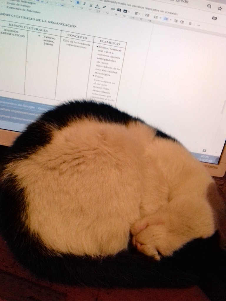 MarilinDurand's tweet photo. ¿Cómo lidiar con tareas y, el placentero y envidiable sueño de tu gato? https://t.co/M6WpnD4eSx