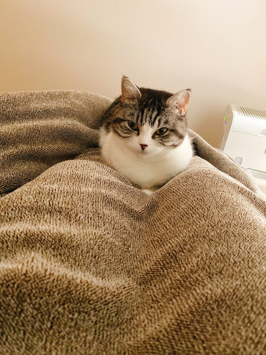 動物画像無料 トップ100 癒し 可愛い 動物 画像