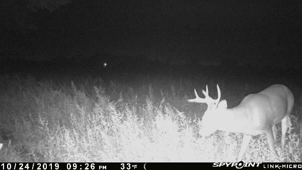 From my SPYPOINT Link camera