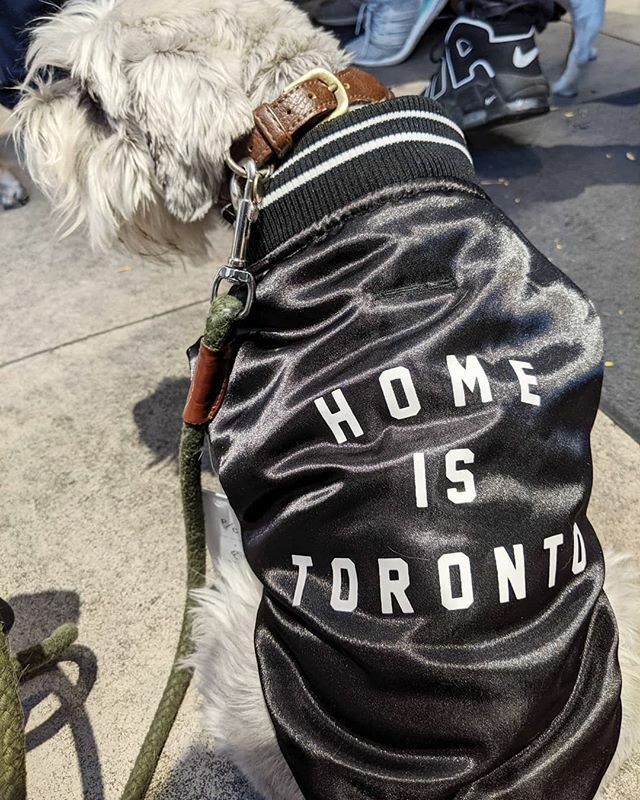 You can call me the satin Captain.😎
Reppin' my home town in the new @canadapooch X @peacecollective collection.🔥#satinbomber

_
.
.
.
.
#miniatureschnauzer #minischnauzer #schnauzer #schnauzersoftoronto  #norm  #instapets #instadog #dogsofinstagram #… ift.tt/2N4tXgM