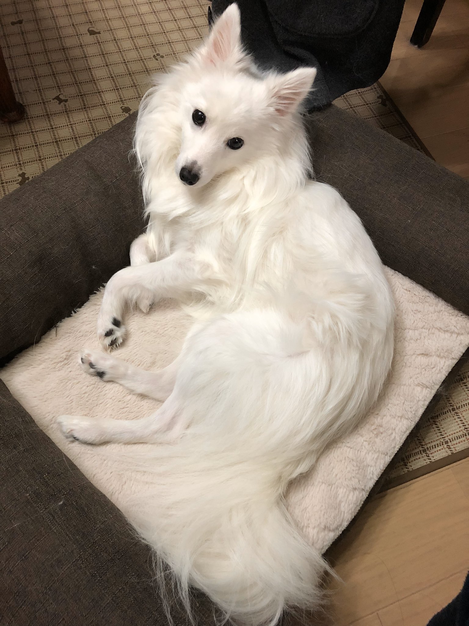 ミニレ Kitsune Ash 日本スピッツという犬種です 小型犬の分類ですが トリミングや動物病院によっては中型犬 として扱う所もある大きさです Twitter