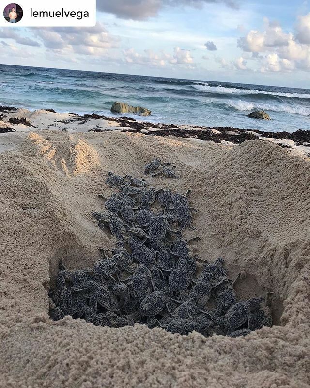 paguilartorres's tweet photo. Posted @withrepost • @lemuelvega Crías de Tortuga Verde emergiendo de su nido para iniciar su primer encuentro con el mar. #greenseaturtle #seaturtle #turtleprotection #IslaCozumel #Cozumel #EstoesCozumel https://t.co/YqT6IEoXUA https://t.co/xajdctwwo6