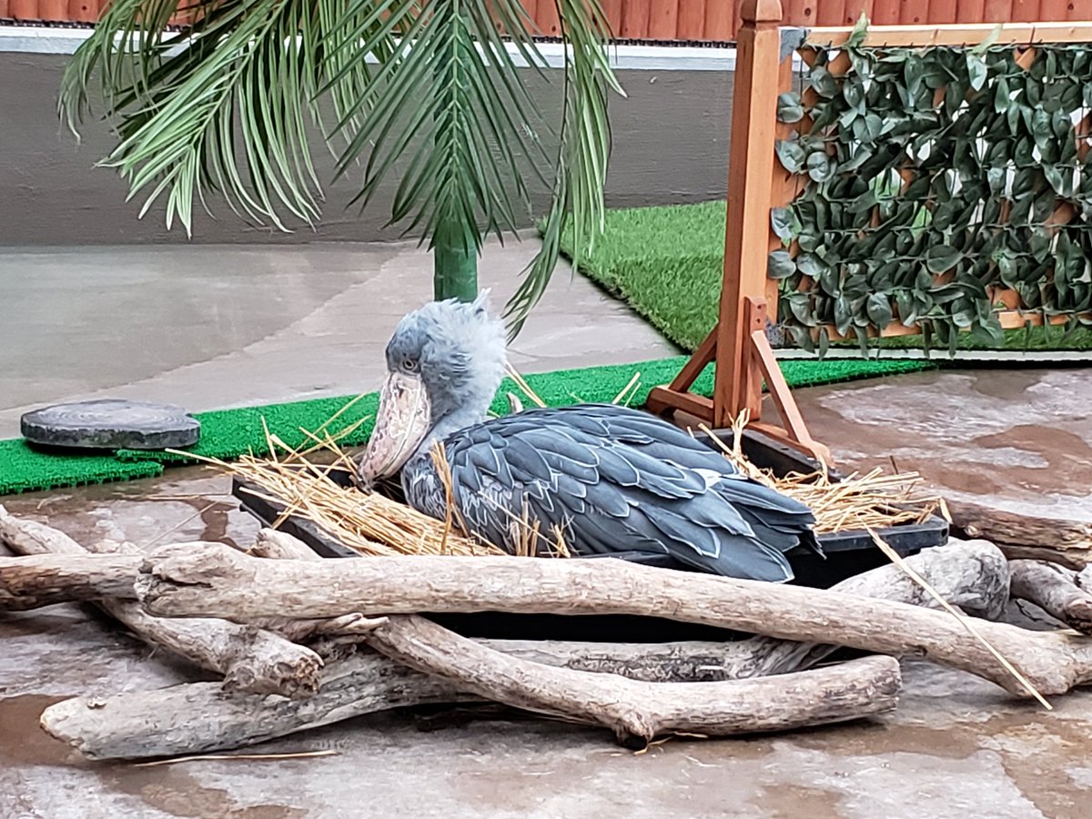 じゃがもじゃ V Twitter 箱入り娘 今日はまったりだね 掛川花鳥園 ハシビロコウ ふたばさん