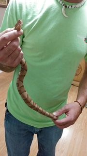 WildlifeXTeam's tweet image. #Snakes sometimes #terrify us, too.