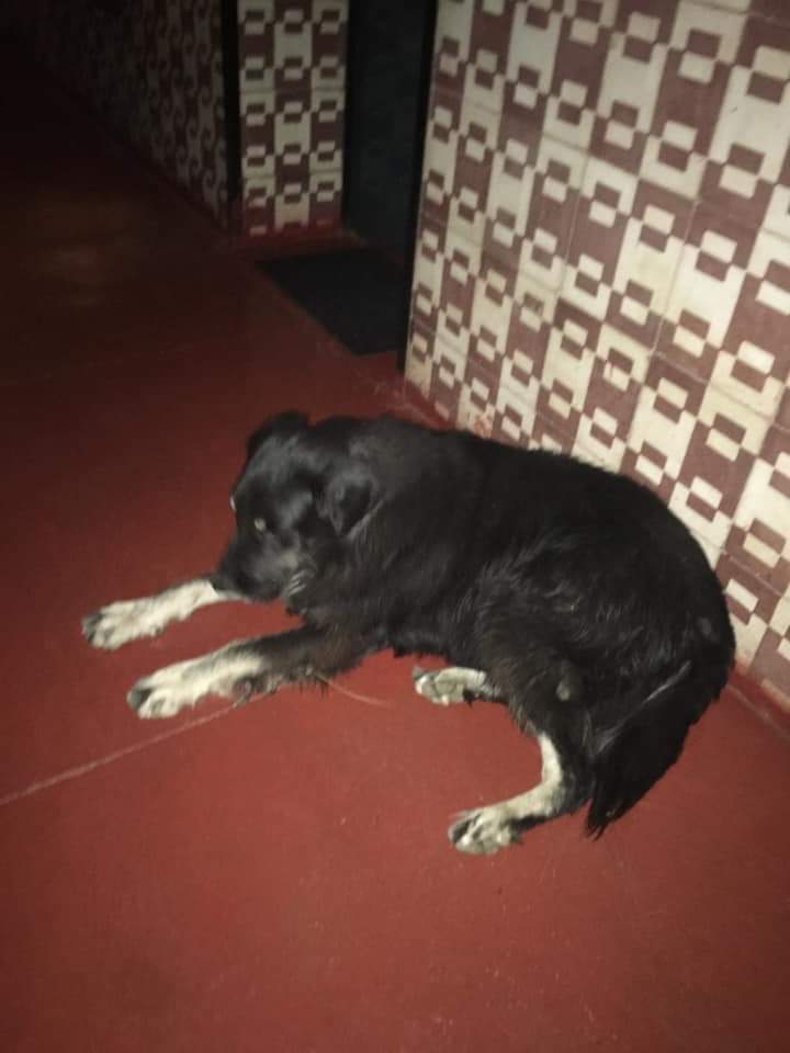 Esta perrita llegó llorando hoy a cerro Esperanza Vlpo. Está refugiada en la Clínica Veterinaria Sin Fronteras. Tiene microchip, está esterilizada y es joven. Está muy asustada! Difundir 🙏🙏🙏 Se cree q viene de Viña.
#VinadelMar