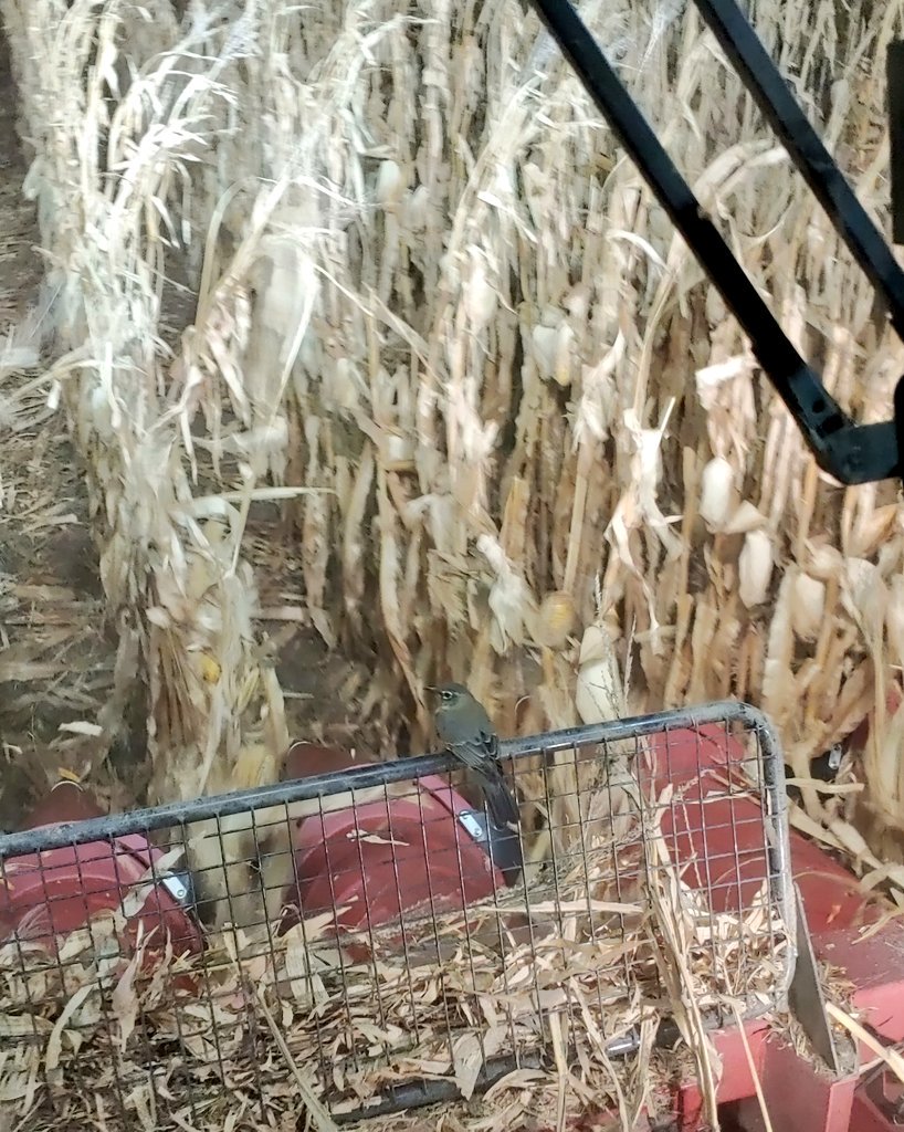 tdfarms275's tweet photo. Have a new little copilot that sat on my trash screen for two rounds.  #harvest19 #nightlife #wildlife https://t.co/8NaURI2ESt