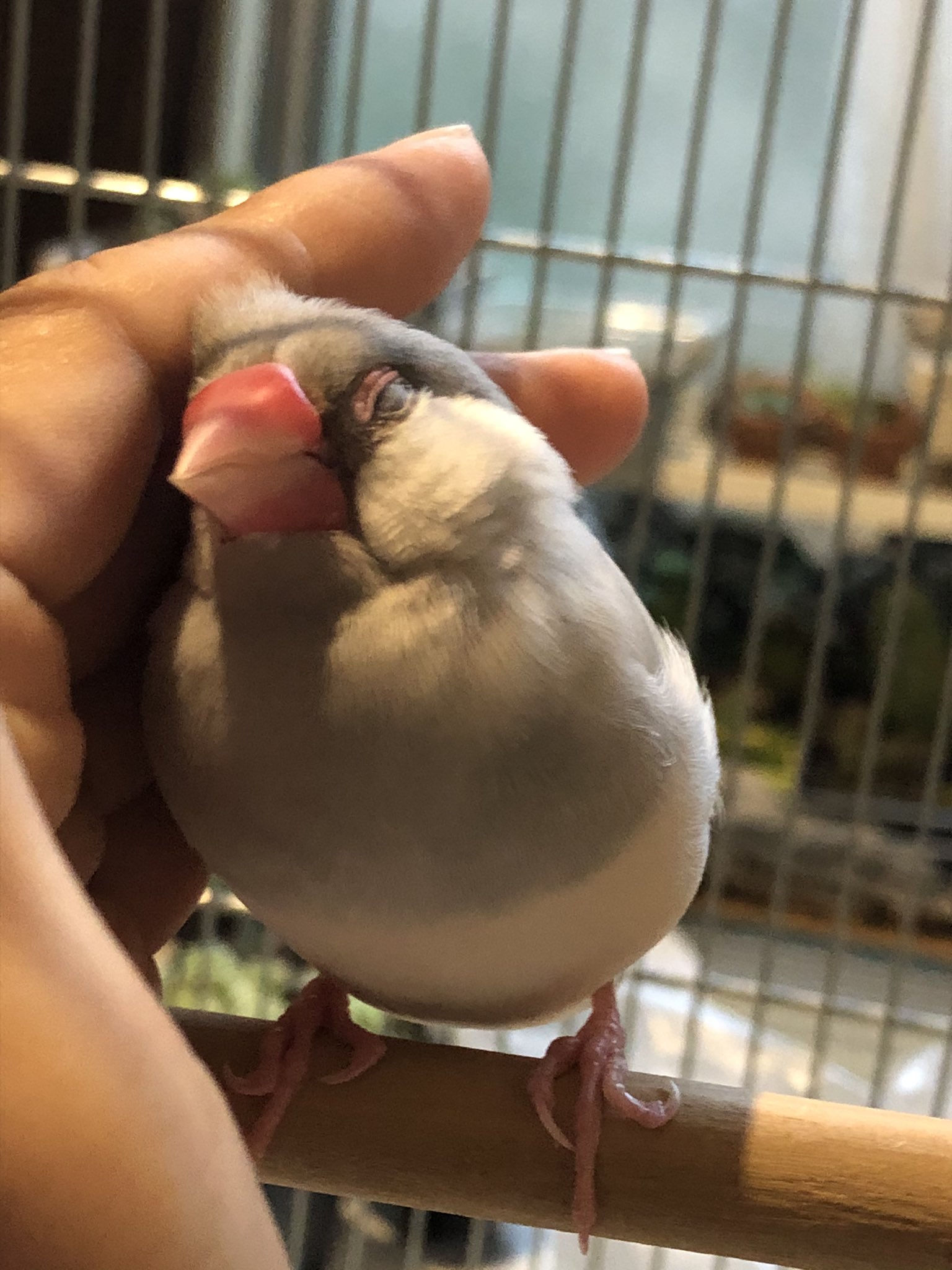 Norisan あー可愛い 文鳥可愛い 愛してる可愛い Buncho 生粋の荒文鳥じゃなかった銀ちゃん