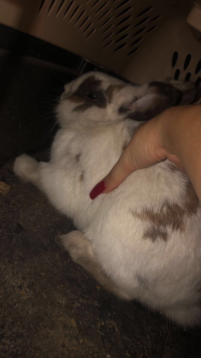 jackie_arcos's tweet image. Found bunny in Newark, please help me find his/her owner!