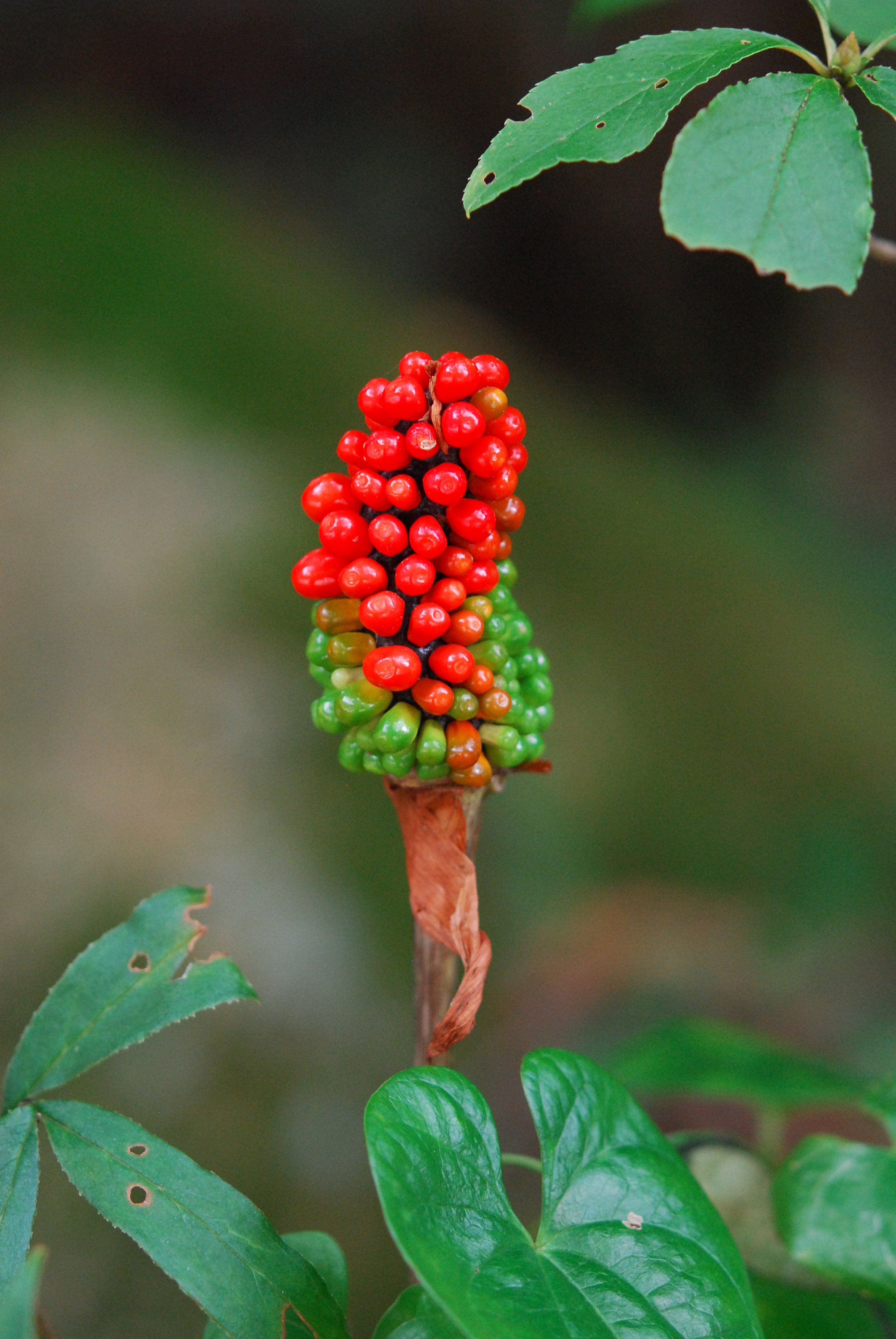 六甲高山植物園 マムシグサの実 鮮やかな色 ちょっと気持ち悪い見た目ですね 緑から赤へ熟していきます 食べれません T Co S53rqundtc Twitter