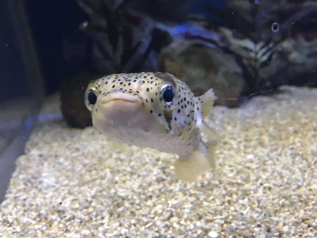 あき でんぱ ネオと浅虫水族館 ウェルカメとハリセンボンかわいい 券のデザインもバリ好み