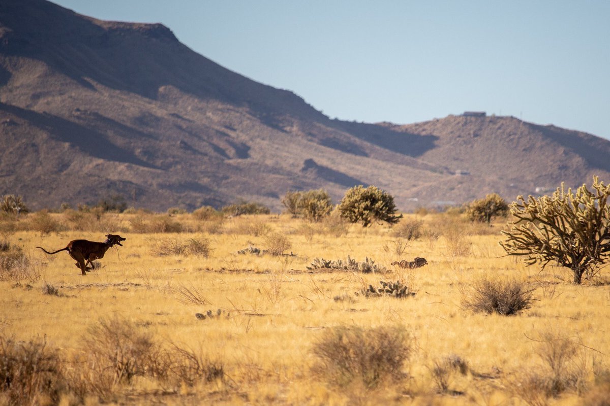 Lauren McGough tweet media