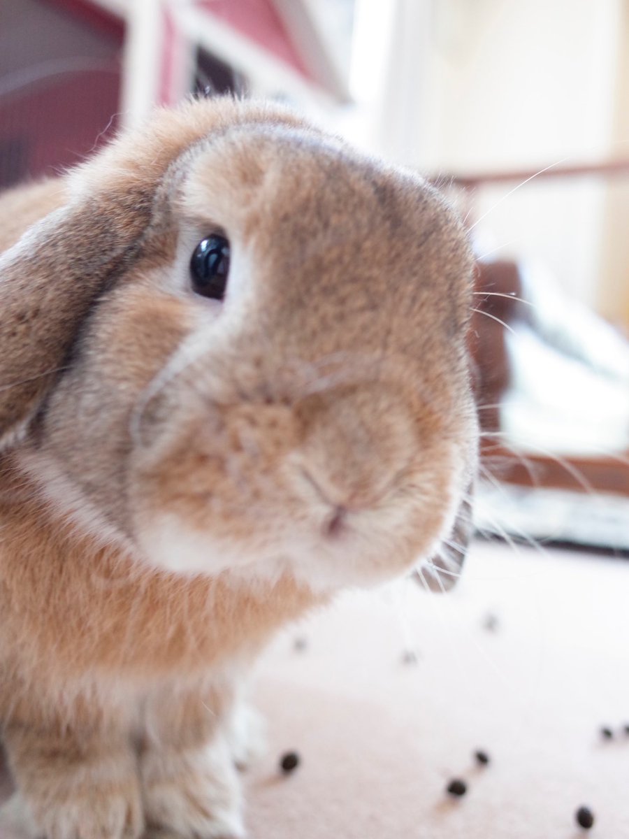 うさぎのうーすけ U Suke Mama Twitter