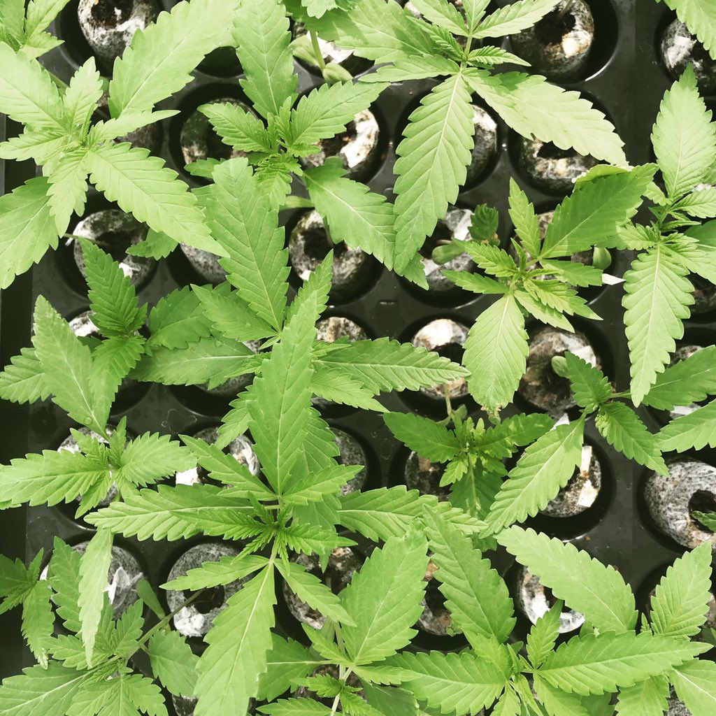 #CBD #Cannabis #medicine in the making 🌱🌱🌱

#seedings 
#medicalcannabis
#medicalcannabisaustralia