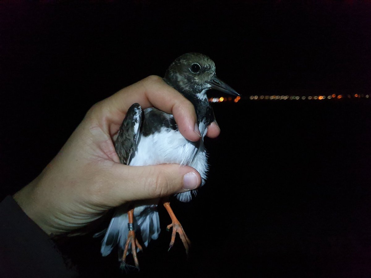 Another small batch of waders caught last night on the Ria Formosa #Portugal including this Turnstone we ringed here back in November 2018 #birdringing