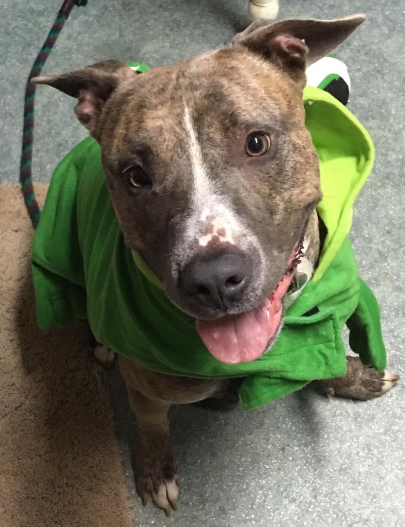 pet_ark's tweet photo. Looking for love 803-279-1613 https://t.co/Q0MBFR0K1d