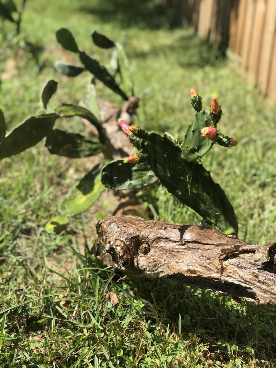 tracimark's tweet image. Thrive, not survive. theorlandomillennial.com/2019/10/25/thr…