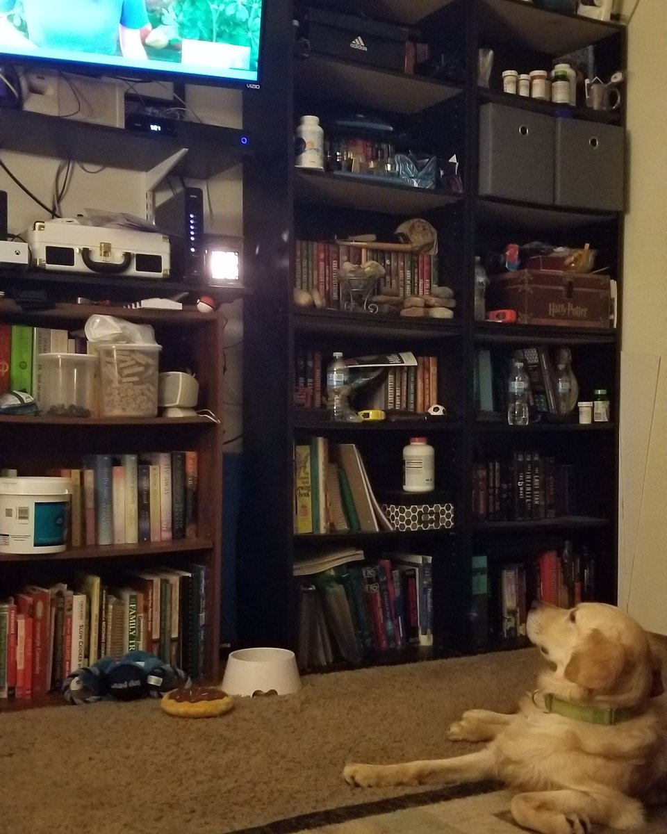 NStegmeier's tweet photo. Even my pup is a #sunrisers fan. He is very well informed! #PhoenixTheFerocious #SmartestDogEver https://t.co/J8GnUzR3LE