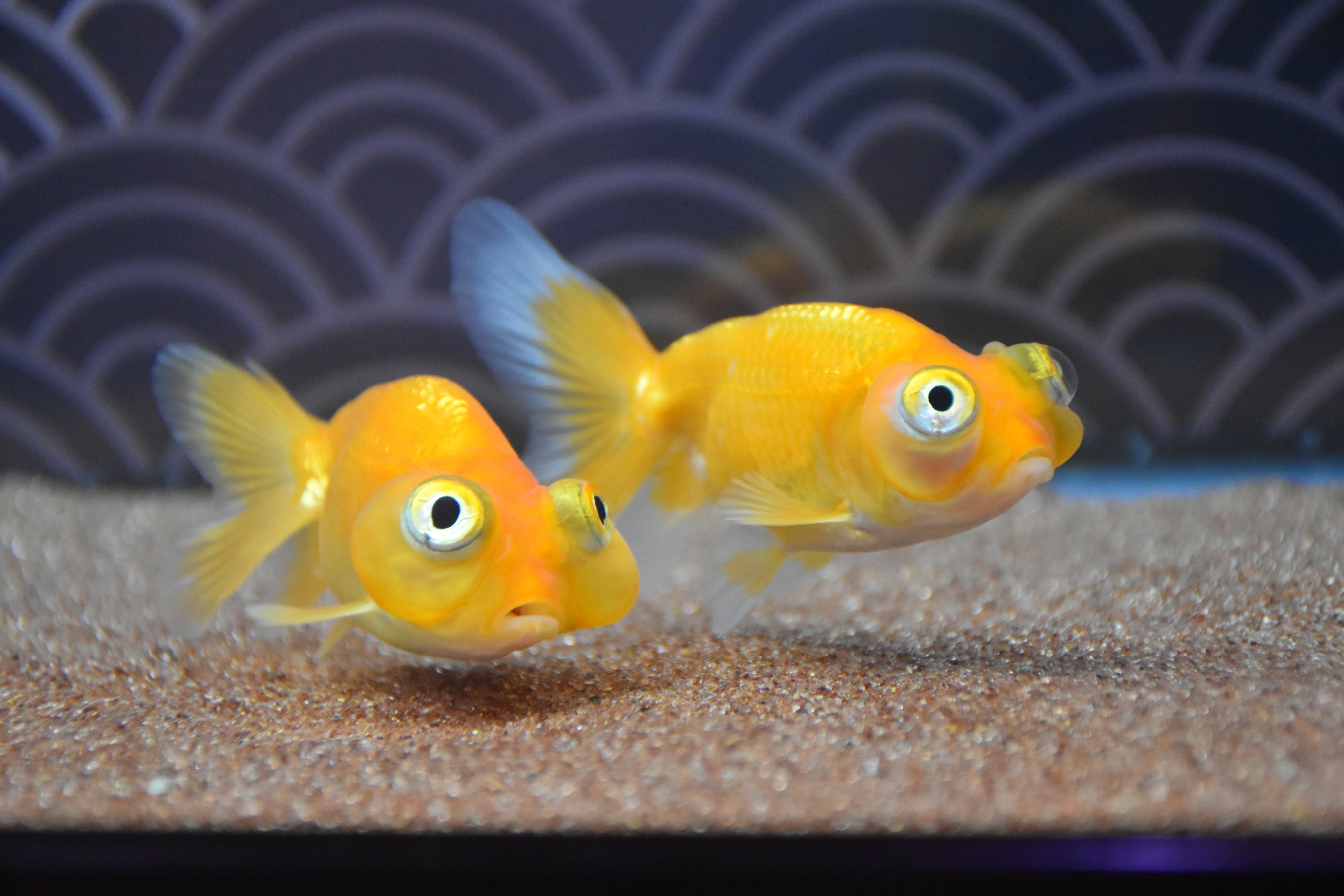 足立区生物園 泣きすぎて目腫れました 水泡眼のさらに出目バージョン 目も出るし 頬も出てます 素敵でしょ 金魚展 10月27日までです あと2日 足立区 生物園 金魚 企画展 金魚展 出目水泡眼 中国生まれの金魚です 真下は