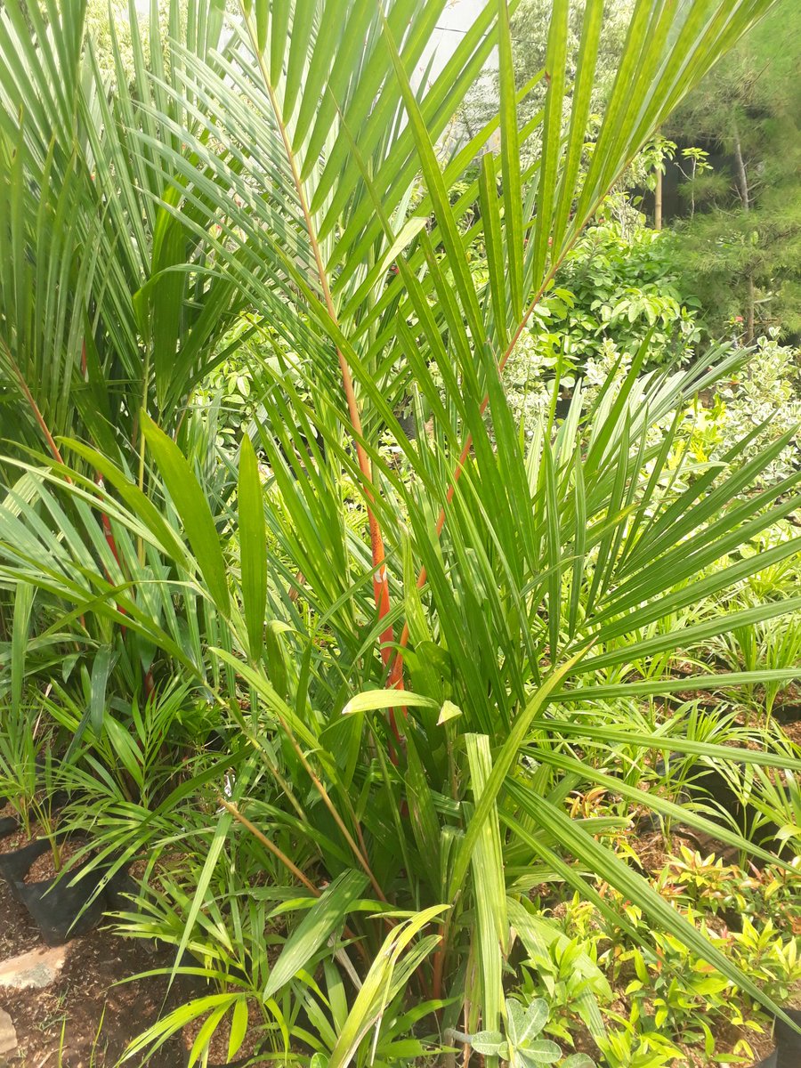 Palem merah
Cyrtostachys lakka Becc
This plant, make your room more beutifull and give fresh air for your room
#plantforsell 
#plantfortheplanet 
#plantsforsale 
#palem 
#arecaceae 
#airpurifiers 
#airpurifyingplants