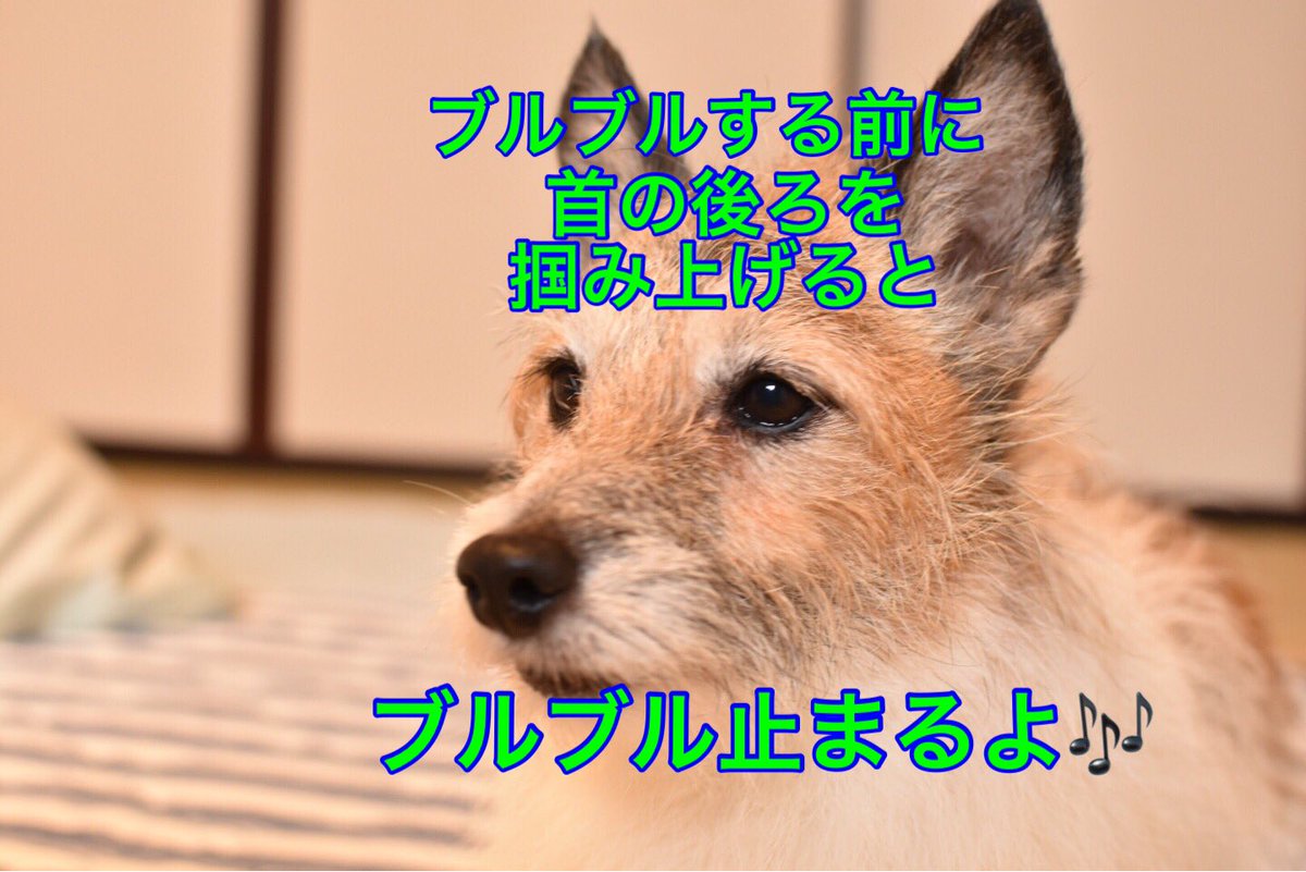 瀬形愛犬しつけ教室 シャンプーの時にブルブルされて水 が飛び散って大変じゃないですか 首の後ろを掴み上げると止まりますよ 力は加減して下さいね 小型犬やと洗うの楽で助かるわ ジャックラッセルテリア ジャックラッセルテリア部 立ち耳 瀬形愛犬しつけ教室 シャンプーの時にブルブルされて水 が飛び散って大変じゃないですか 首の後ろを掴み上げると止まりますよ 力は加減して下さいね 小型犬やと洗うの楽で助かるわ ジャックラッセルテリア ジャックラッセルテリア部 立ち耳