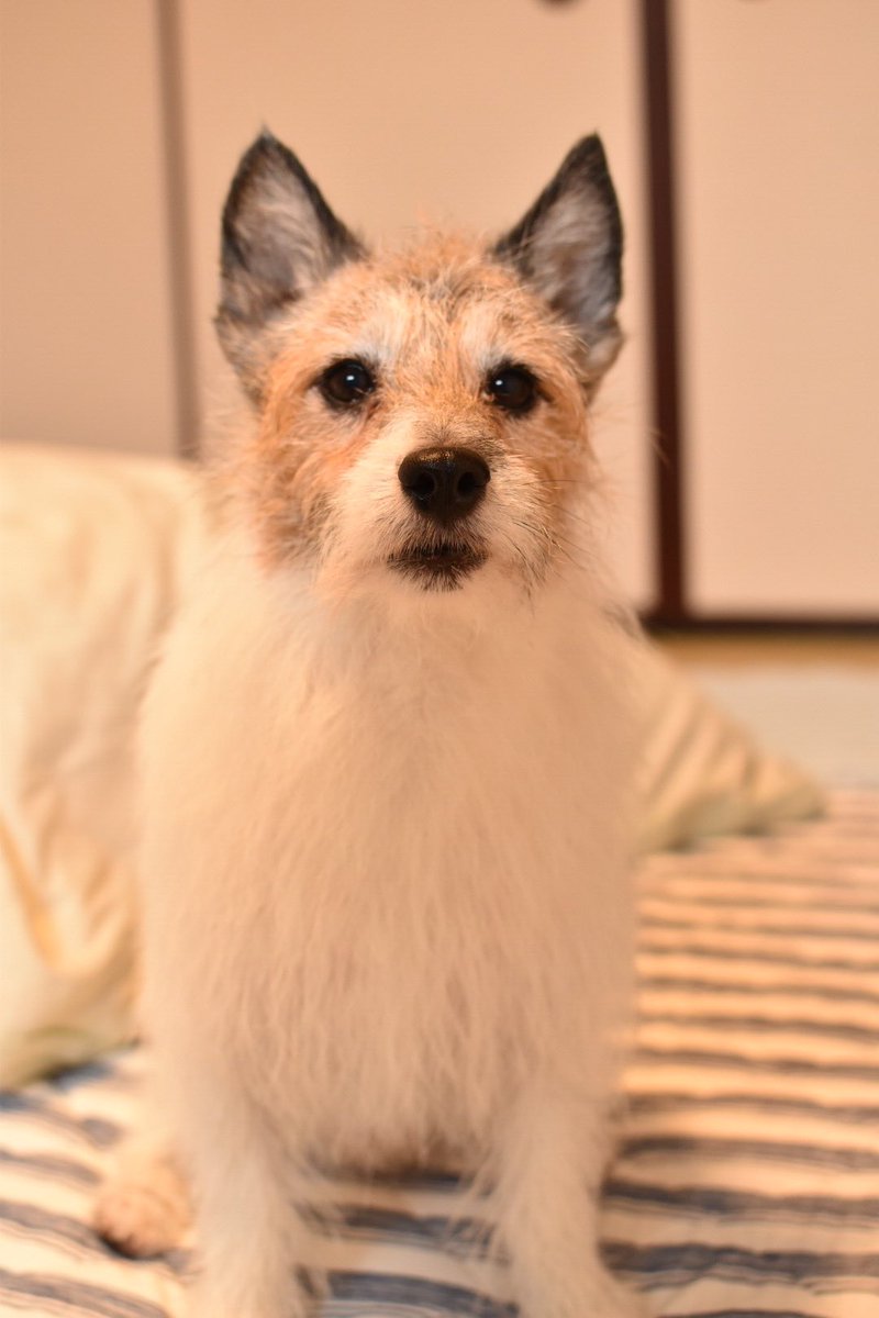 瀬形愛犬しつけ教室 シャンプーの時にブルブルされて水 が飛び散って大変じゃないですか 首の後ろを掴み上げると止まりますよ 力は加減して下さいね 小型犬やと洗うの楽で助かるわ ジャックラッセルテリア ジャックラッセルテリア部 立ち耳