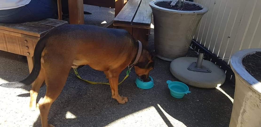 chaineddognz's tweet photo. #Rubble is looking for an experienced owner to help him get out and about, to enjoy those Sunday morning coffees. Find out if you could be his perfect match here - https://t.co/BFc6A8GhNj #adoptme #CDRRNZ #secondchances #fosterhomesneeded #whereismyforeverhome #sponsorme #bigdog https://t.co/zY4t6bvTLH