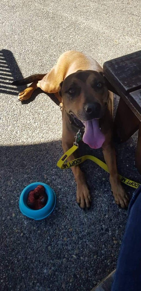 chaineddognz's tweet photo. #Rubble is looking for an experienced owner to help him get out and about, to enjoy those Sunday morning coffees. Find out if you could be his perfect match here - https://t.co/BFc6A8GhNj #adoptme #CDRRNZ #secondchances #fosterhomesneeded #whereismyforeverhome #sponsorme #bigdog https://t.co/zY4t6bvTLH