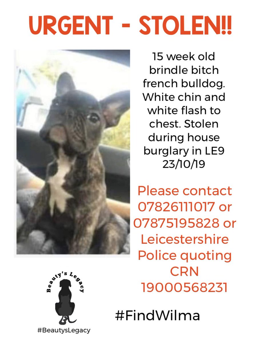 #URGENT #STOLEN #PUPPY #RT #LE9 #FINDWILMA #BEAUTYSLEGACY