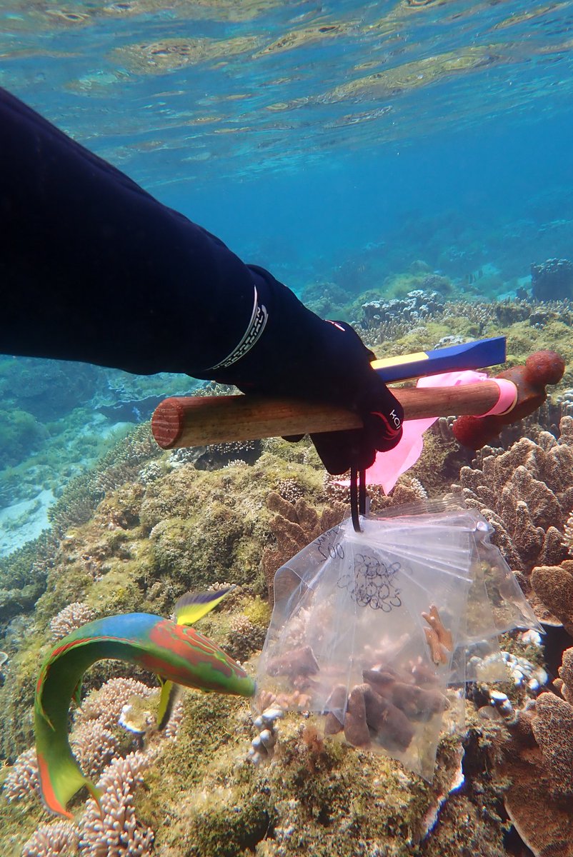Dr. Charlotte Page (@charevepage) on Twitter photo More mouths make light work? Or something like that. Fish friends helping out with coral collection #LordHoweMarinePark <a href="/TessMoriarty/">Dr Tess Moriarty</a> <a href="/RosieRiots/">Rosie Steinberg, PhD 🪸</a> <a href="/coraltracelab/">@CoralTraceLab</a> More mouths make light work? Or something like that. Fish friends helping out with coral collection #LordHoweMarinePark <a href="/TessMoriarty/">Dr Tess Moriarty</a> <a href="/RosieRiots/">Rosie Steinberg, PhD 🪸</a> <a href="/coraltracelab/">@CoralTraceLab</a>