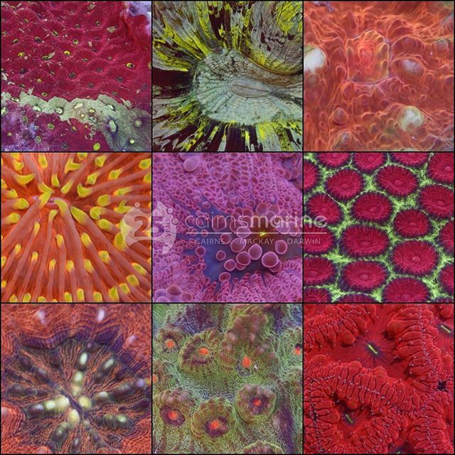 Another batch of WYSIWYG ready for shipping to a shop near you!

#cairnsmarine
#allmymoneygoestocoral #allmymoneygoestofish 
#reef #reefaquarium #aquariumfish #marineaquarium #reeftank #saltwateraquarium #fishtank #aquariumlife #fishtank #saltwatertank #… ift.tt/32LrZZx