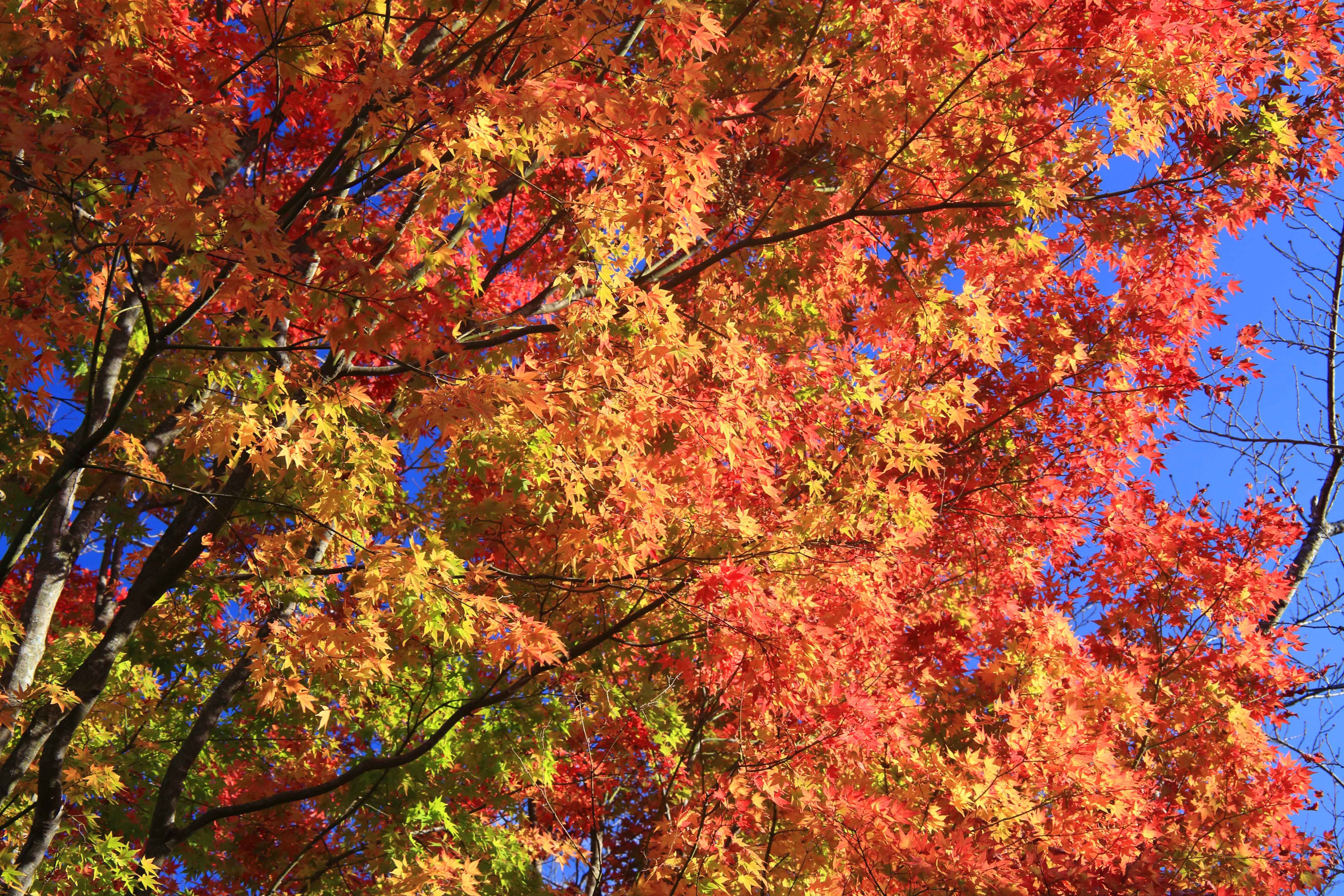 片柳弘史 美しく色づいた蒜山の紅葉 寒暖差が大きいため 一本の木の中で緑からオレンジ 赤へと変わってゆくグラデーションを楽しむことができます 紅葉の向こうには 大山の勇壮な山並みも見えています T Co Xybixtwnrb Twitter